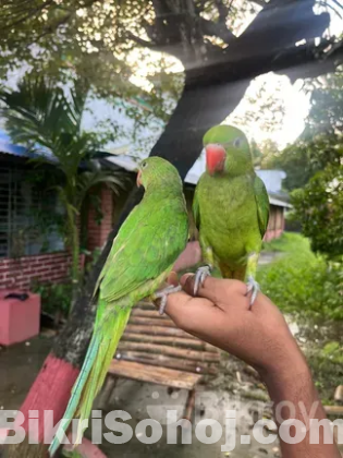 ৩ মাস বয়সি প্রশিক্ষিত রিংনেক টিয়া জোড়া (খাঁচাসহ)
